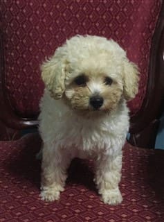 Tan toy outlet poodle